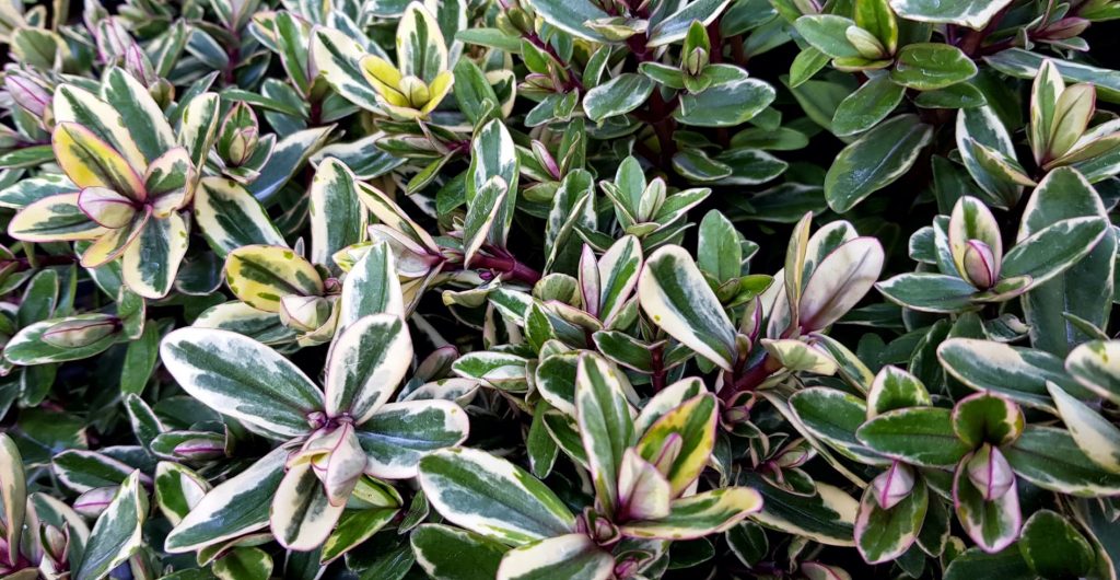 hebe plant
